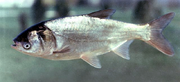 Carp, silver.png