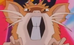 Cassidy's Raticate.png