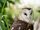 Eastern Grass Owl