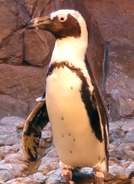 Georgia Aquarium Penguin (V2)