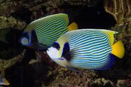 Male and Female Emperor Angelfish