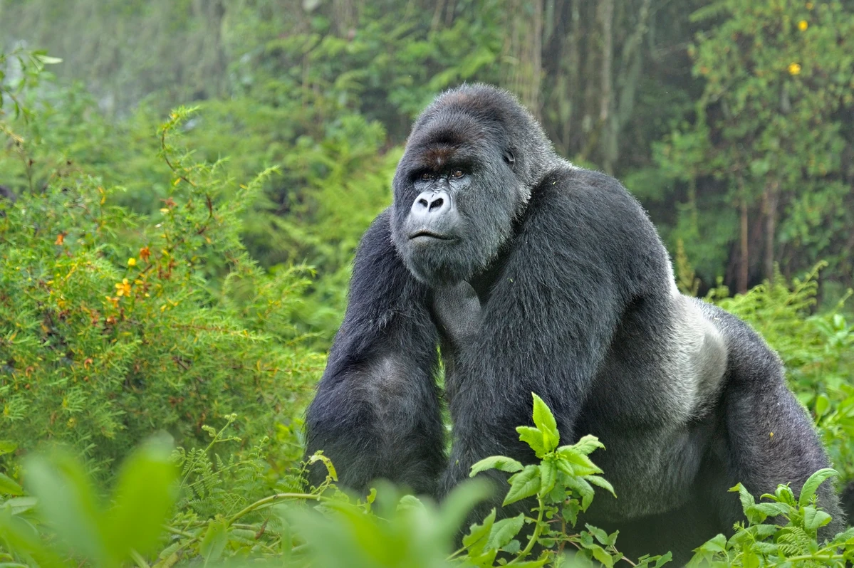Mountain Gorilla | The Parody Wiki | Fandom