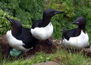 Murre, thick-billed.jpg
