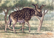 Sivatheriumgiganteum3.jpg