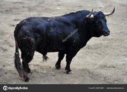 Spanish Fighting Bull