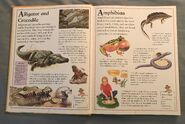 The Kingfisher First Animal Encyclopedia (2)