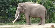 Zoo Miami Indian Elephant