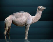 Camelus hesternus Sergiodlarosa