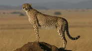 Tanzanian Cheetah as Akela