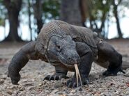 Dragon, Komodo