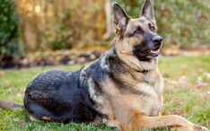 German-shepherd-dog0image.jpg