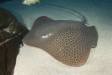 Honeycomb whipray.jpg