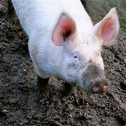 Large white pig in wallow.jpg