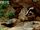 Masked Palm Civet
