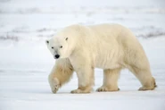 Polar-Bear-HD-Wallpapers.jpg (226 KB)