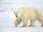Codename: Polar Animals Next Door