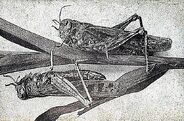 Rocky Mountain Locust as Animantarx