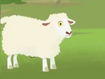 Domestic Sheep