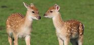 Sika Deer Calf as Deerling