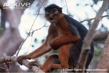 Western-red-colobus.jpg