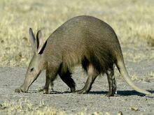 Aardvark 432 600x450.jpg