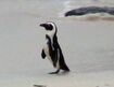 BENO African Penguin