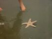 BEN Mosaic Sea Star