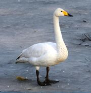 Whooper Swan as Bentham