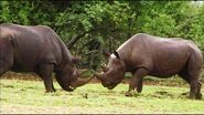 Eastern Black Rhinoceroses as Rutt and Tuke