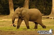Elephant, African Forest