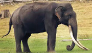 Elephant, Mainland Asian.png