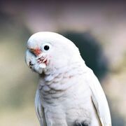 Goffins-Cockatoo-300x300.jpg