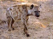 Hyena-knp01-g.jpg