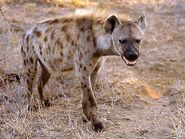 Spotted Hyena as itself