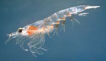 Krill.jpg