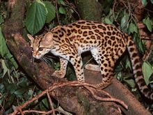 Margay in Tree.jpg