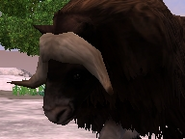 Muskox