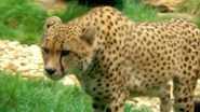 Pittsburgh Zoo Cheetah (V2)