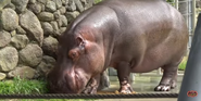 San Fransisco Zoo Hippo