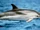 Striped Dolphin