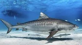 Tiger shark (real life)