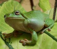 Australian Green Tree Frog as Ice Bear