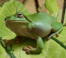 Treefrog katherine nt.jpg
