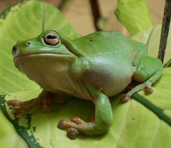 Australian Green Tree Frog The Parody Wiki Fandom