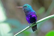 Violet-bellied hummingbird2.jpg