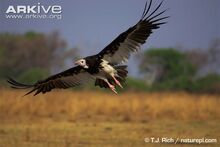 White-headed-vulture-flying.jpg