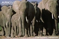 African-elephants.jpg (74 KB)