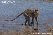 Crab-Eating Macaques/Long-Tailed Macaques