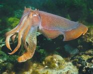 Common Cuttlefish as Octopus
