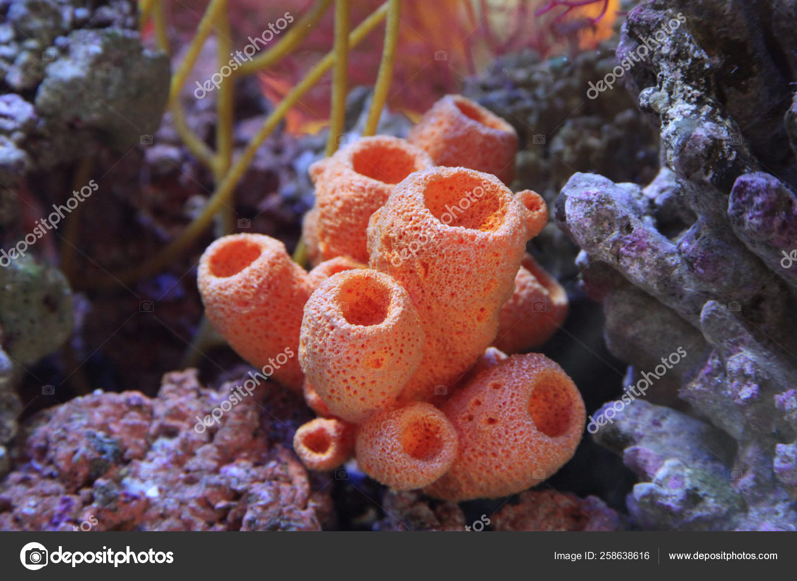 Коралл губка. Губки Porifera Spongia. Трубчатые кораллы. Кораллы губки. Морская губка.